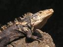 Another iguana -- theyÂ´re great!
